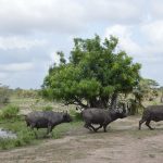 African Buffalo running