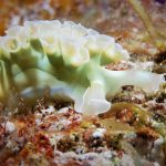 Little Cayman Lettuce Leave Slug