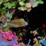 Little Cayman Puffer Fish