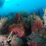 Reef Sponge