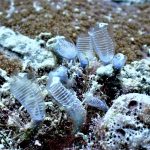 Transparent Tunicates